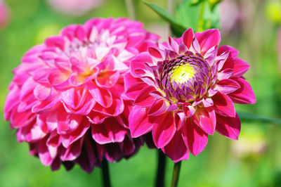 Close-up of pink dahlia flowers blooming in park