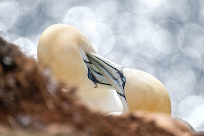 Close-up of bird