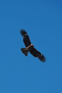 Low angle view of eagle flying against clear blue sky