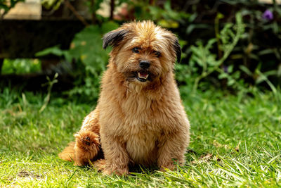 Portrait of dog on field