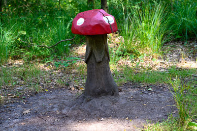 Mushroom growing on field