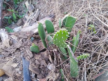 High angle view of succulent plant on field