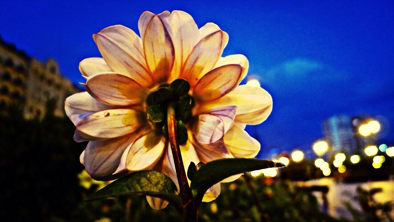 flower, petal, freshness, flower head, fragility, growth, beauty in nature, close-up, blooming, focus on foreground, nature, plant, in bloom, blue, yellow, blossom, stem, pollen, sky, single flower