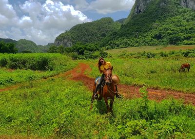 Full length of a horse on field