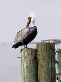 Bird perching on wooden post