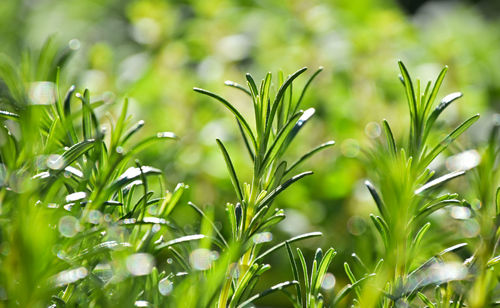 Close-up of fresh green herbs