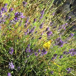 High angle view of purple crocus flowers on field