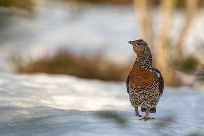 Close-up of a bird