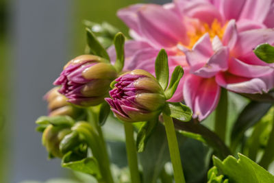 Close-up of pink tulips blooming outdoors