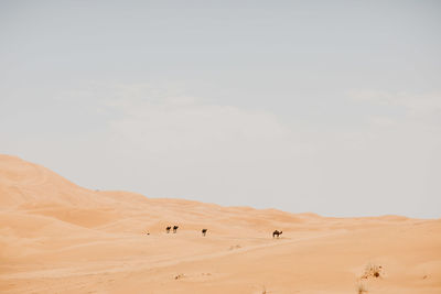 Camels walking on sand at desert