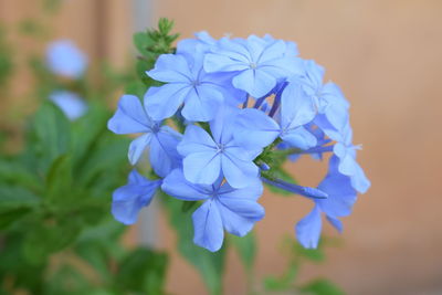 Close-up of blue flowers