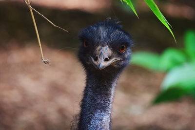 Close-up portrait of ostrich