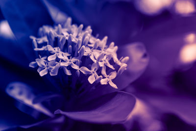 Close-up of purple flowering plant