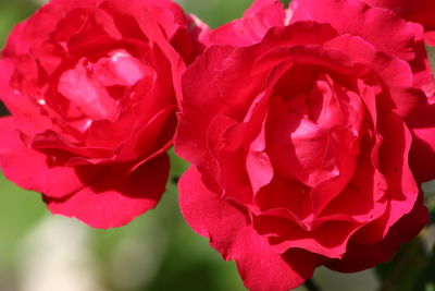 Close-up of red roses blooming outdoors