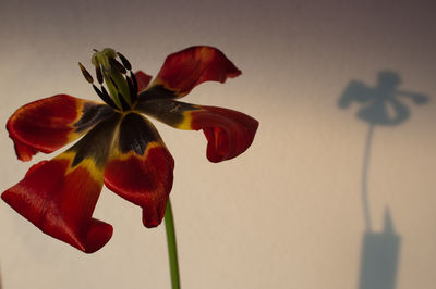 Close-up of red flowering plant against wall