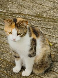 High angle view of cat looking away