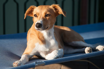 Portrait of dog sitting outdoors