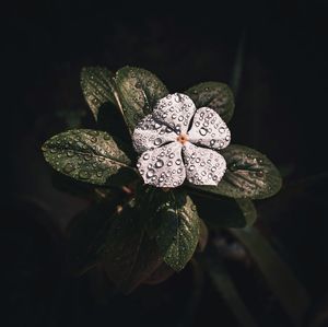Close-up of water drops on leaves
