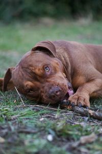 Close-up of dog