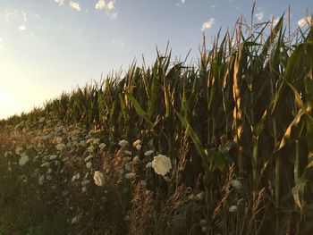 Crops growing on field against sky