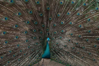 peacock