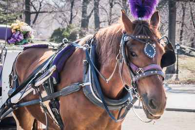 Close-up of horse cart