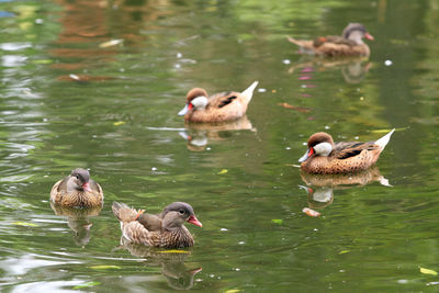 Ducks in water