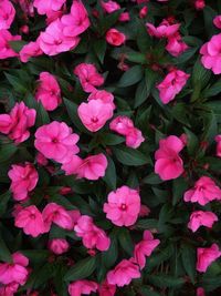 High angle view of pink flowering plants