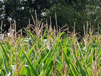 Close-up of plants growing on field