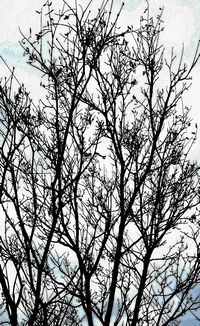 Low angle view of bare trees against sky