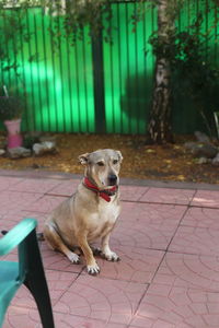 Portrait of dog sitting on footpath