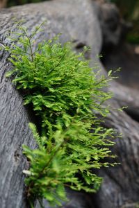 Close-up of plant growing on wood