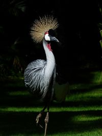 Close-up of bird