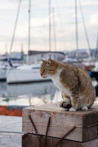 Gray cat seating in the port