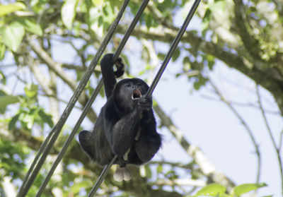 Low angle view of monkey hanging on tree