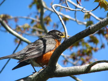 Low angle view of bird perching on branch against sky