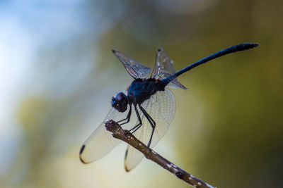 Close-up of dragonfly on twig