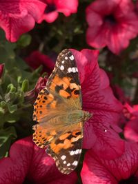 Close-up of butterfly on pink flower