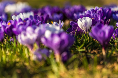 Close-up of purple crocus flowers on field