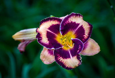 Close-up of purple iris flower