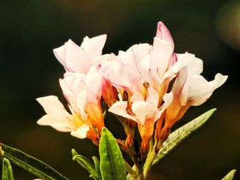 Close-up of pink flowering plant