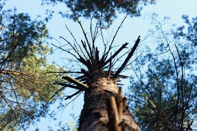 Low angle view of trees against sky