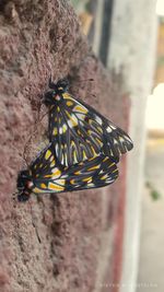 Close-up of butterfly on flower