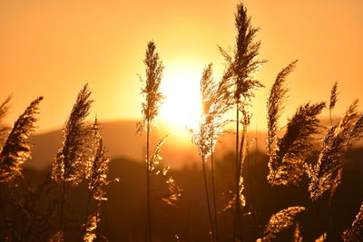 Low angle view of silhouette plants against sunset sky