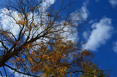 Low angle view of tree against blue sky