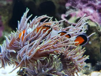 View of fish swimming in sea