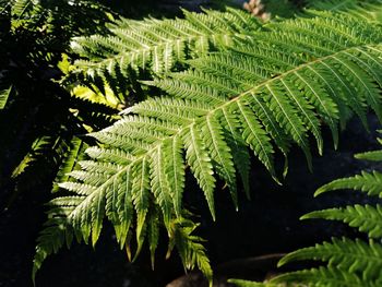 Close-up of green leaves