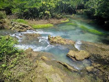Scenic view of stream flowing through rocks in forest