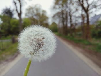 Close-up of white dandelion flower