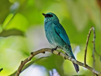 Close-up of bird perching on branch